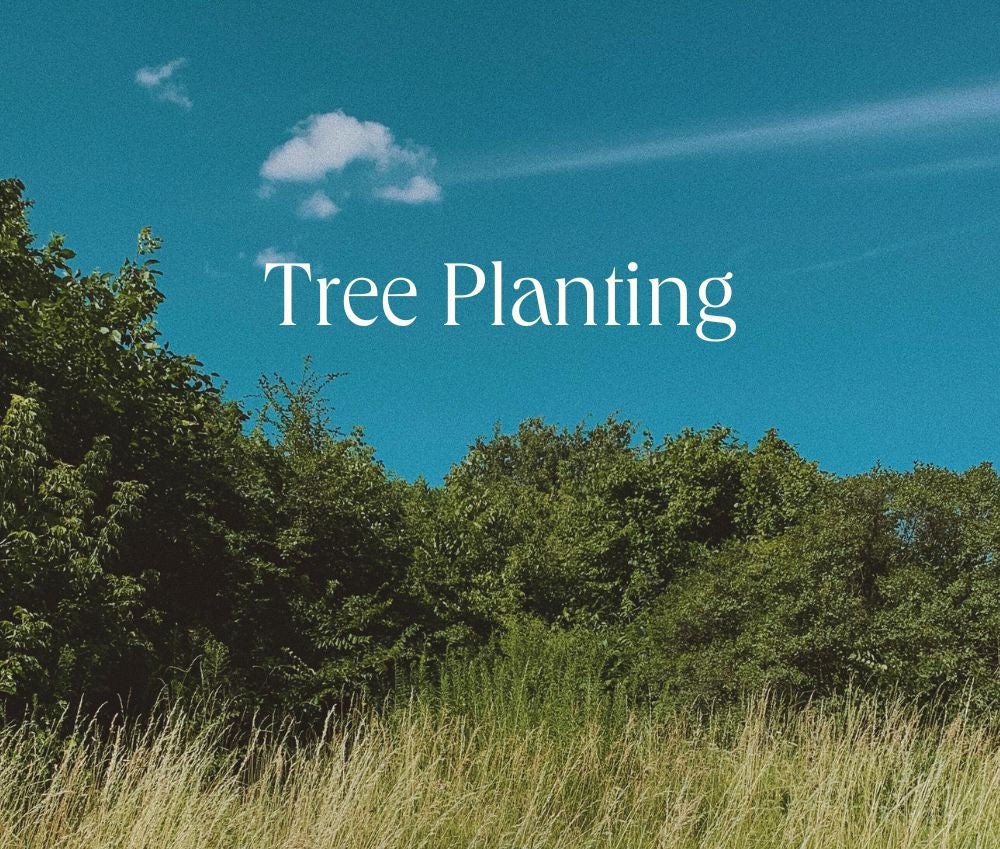 A field surrounded by trees